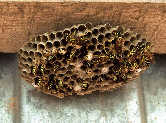 Un nido di vespe