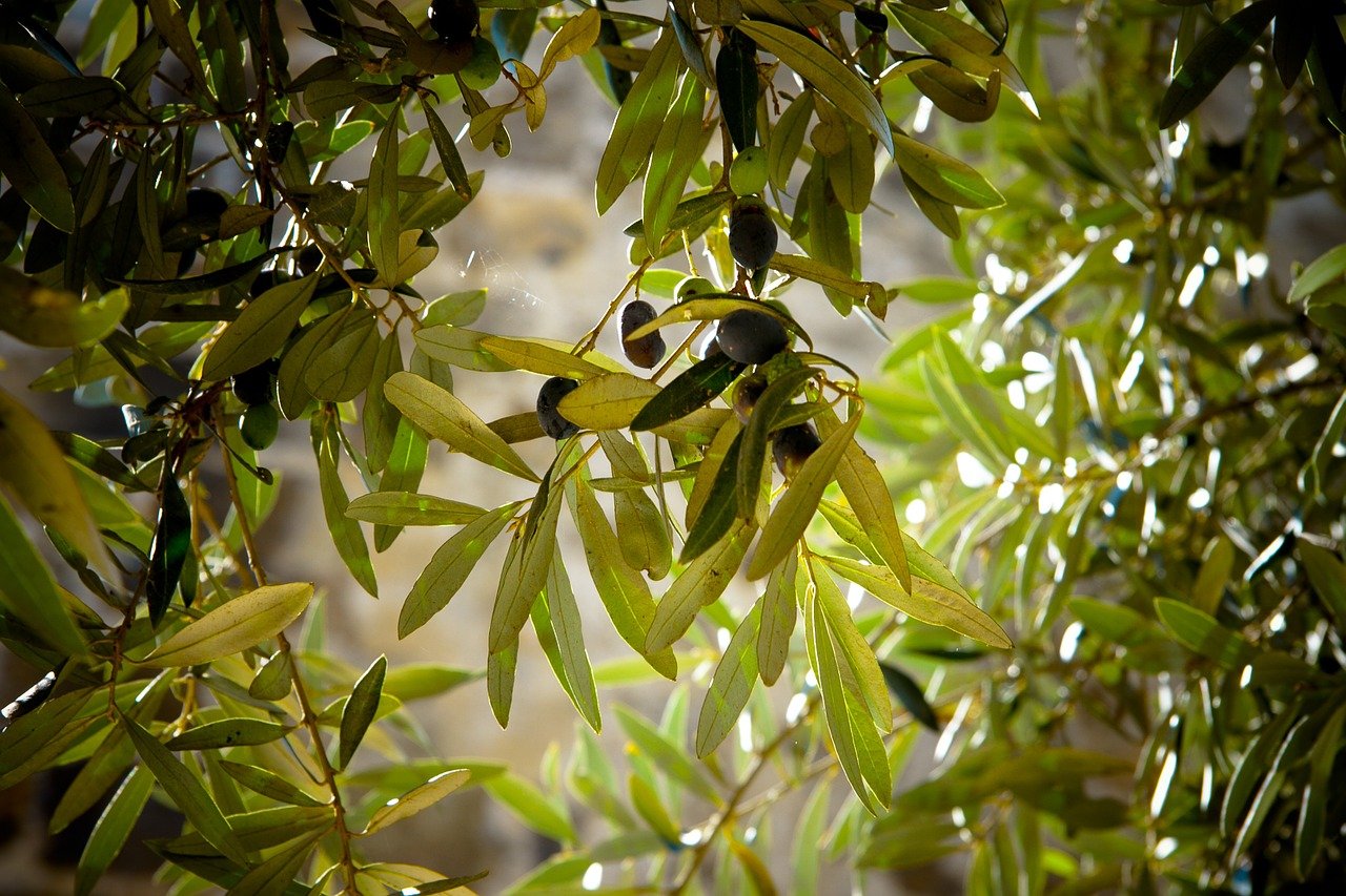 ulivo - olive - Foto di Julie-Kolibrie da Pixabay